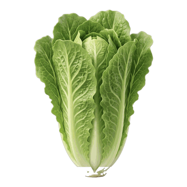 en romainesalat