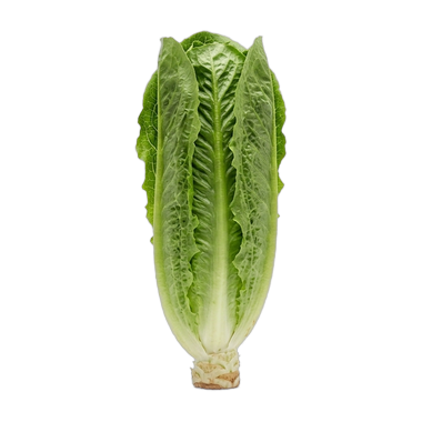 a romaine lettuce